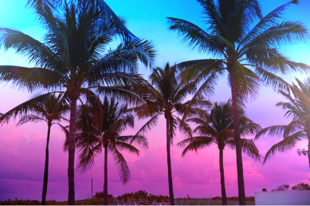 palmtrees1